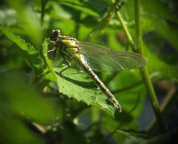 beekromboutnatuurlijkbrabant23042007 1